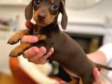 Dachshund sosis köpek yavrusu