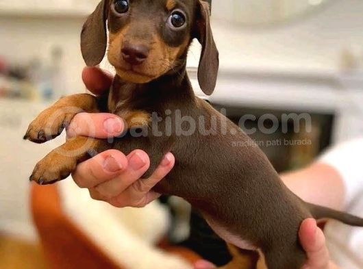 Dachshund Sosis Köpek Yavrusu