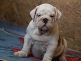 Üst Düzey İngi̇li̇z Buldog Yavrular