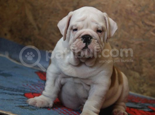 Üst Düzey İngi̇li̇z Buldog Yavrular görsel