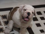 Üst Düzey İngi̇li̇z Buldog Yavrular