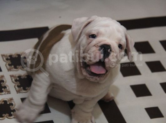 Üst Düzey İngi̇li̇z Buldog Yavrular görsel
