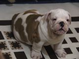 Üst Düzey İngi̇li̇z Buldog Yavrular