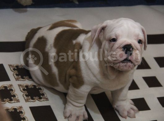 Üst Düzey İngi̇li̇z Buldog Yavrular görsel