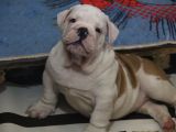 Üst Düzey İngi̇li̇z Buldog Yavrular