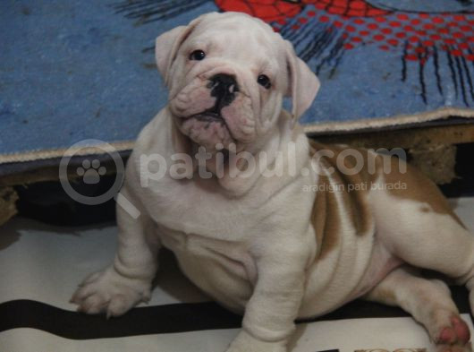 Üst Düzey İngi̇li̇z Buldog Yavrular görsel