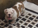 ÜST DÜZEY İNGİLİZ BULDOG YAVRULAR