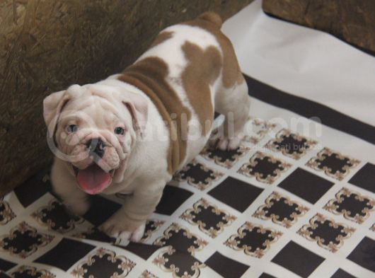 Üst Düzey İngi̇li̇z Buldog Yavrular