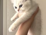 British Shorthair Ve Longhair Yavrularımız