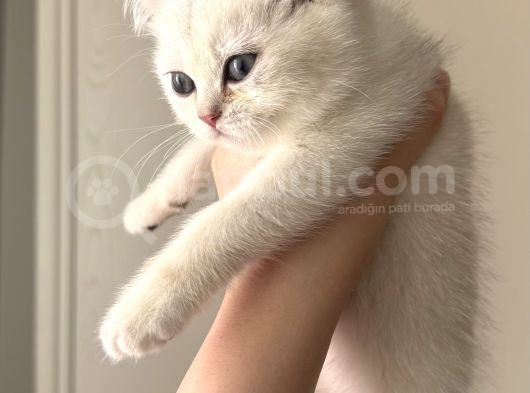 British Shorthair Ve Longhair Yavrularımız görsel