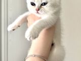 British Shorthair Ve Longhair Yavrularımız