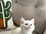 British Shorthair Ve Longhair Yavrularımız