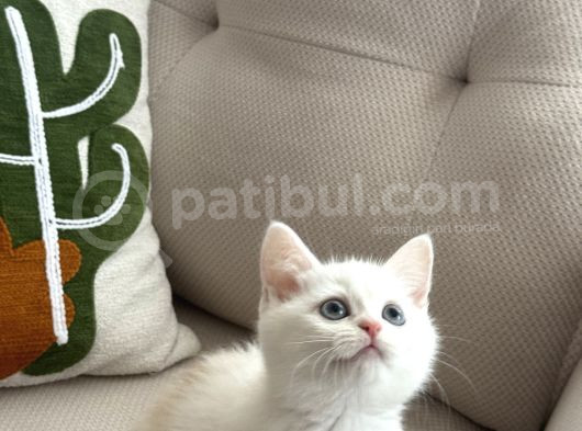 British Shorthair Ve Longhair Yavrularımız görsel