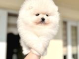 Kisa Burun Ori̇ji̇nal Teddy Bear
