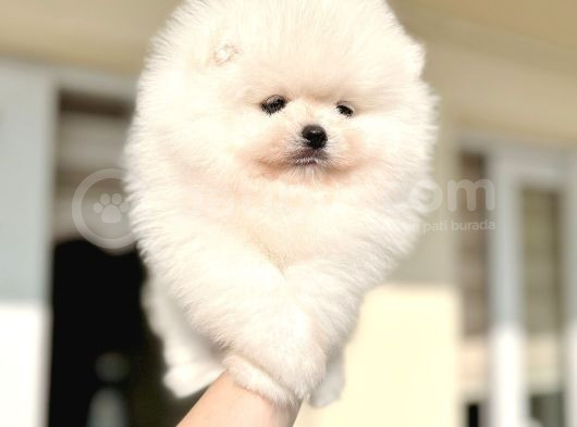Kisa Burun Ori̇ji̇nal Teddy Bear görsel