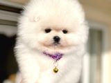 Kisa Burun Ori̇ji̇nal Teddy Bear