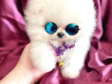 KISA BURUN ORİJİNAL TEDDY BEAR