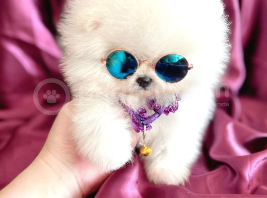 Kisa Burun Ori̇ji̇nal Teddy Bear