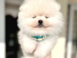 Kisa Burun Ori̇ji̇nal Teddy Bear