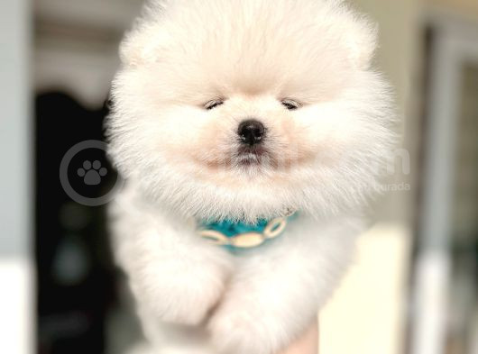 Kisa Burun Ori̇ji̇nal Teddy Bear görsel