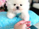 Kisa Burun Ori̇ji̇nal Teddy Bear