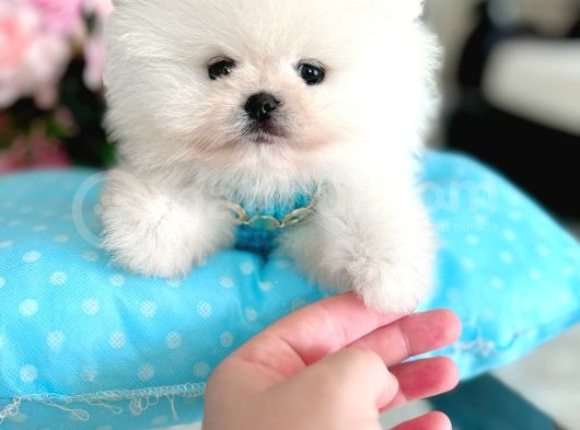 Kisa Burun Ori̇ji̇nal Teddy Bear görsel