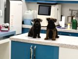Cane Corso Dişi Yavru Blue