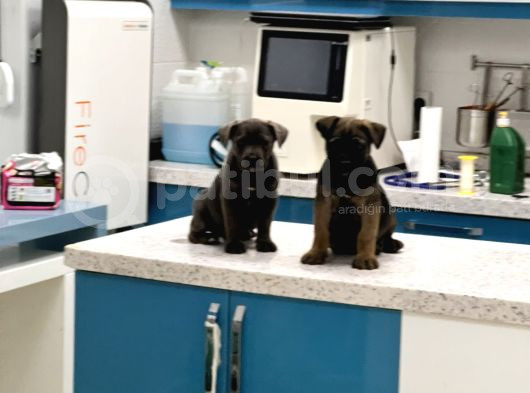 Cane Corso Dişi Yavru Blue görsel