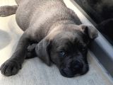 Cane Corso Dişi Yavru Blue