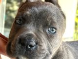 Cane Corso Dişi Yavru Blue