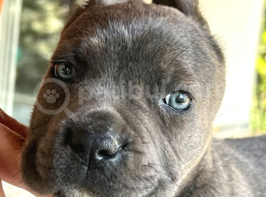 Cane Corso Dişi Yavru Blue görsel