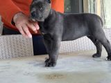 Cane Corso Dişi Yavru Blue