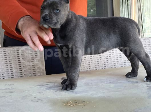 Cane Corso Dişi Yavru Blue görsel