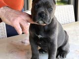 Cane Corso Dişi yavru Blue