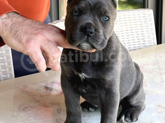 Cane Corso Dişi Yavru Blue