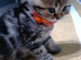 British Shorthair Bebekler