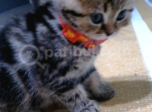 British Shorthair Bebekler görsel