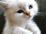 British shorthair bebekler