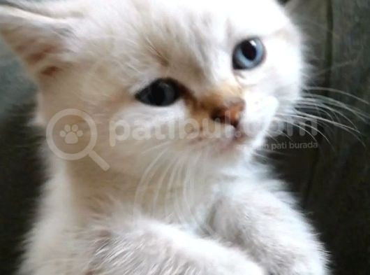 British Shorthair Bebekler