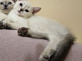 Zarafet Ve Asalet Timsali Asil Kan British Shorthair