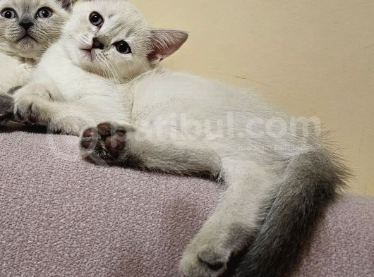 Zarafet Ve Asalet Timsali Asil Kan British Shorthair görsel