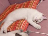 Zarafet Ve Asalet Timsali Asil Kan British Shorthair