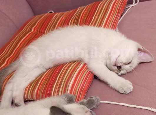 Zarafet Ve Asalet Timsali Asil Kan British Shorthair görsel