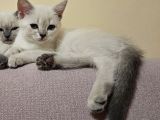 Zarafet Ve Asalet Timsali Asil Kan British Shorthair