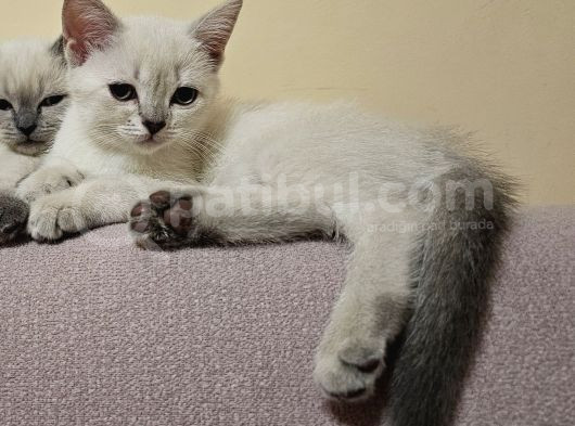 Zarafet Ve Asalet Timsali Asil Kan British Shorthair görsel