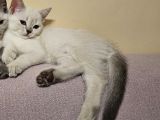 Zarafet Ve Asalet Timsali Asil Kan British Shorthair