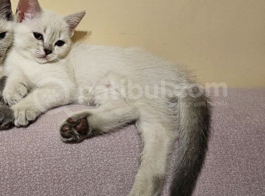 Zarafet Ve Asalet Timsali Asil Kan British Shorthair görsel