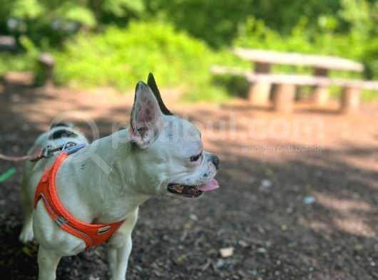 12 Aylik Di̇şi̇ French Bulldog Maskeli̇i̇i̇ görsel