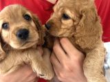 2 aylık Maltipoo bebeklerimiz