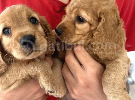 2 Aylık Maltipoo Bebeklerimiz
